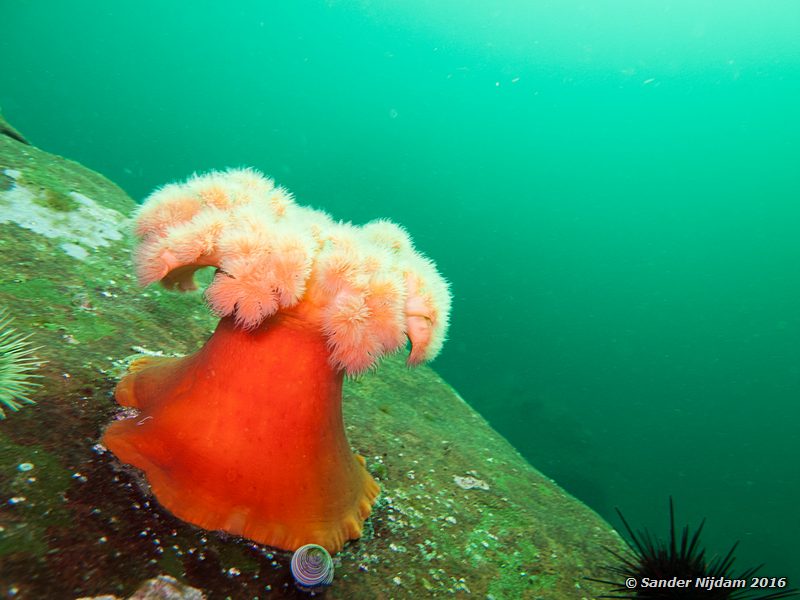 Giant plumose anemone (Metridium farcinum), , Norris Rocks, Hornby Island, BC, Canada